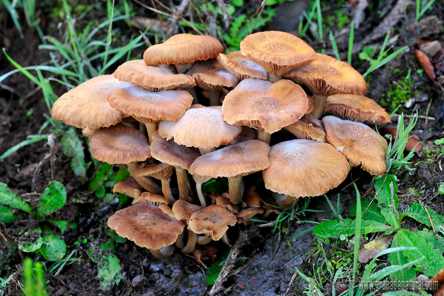 Armillaria tabescens. Hongos de granada