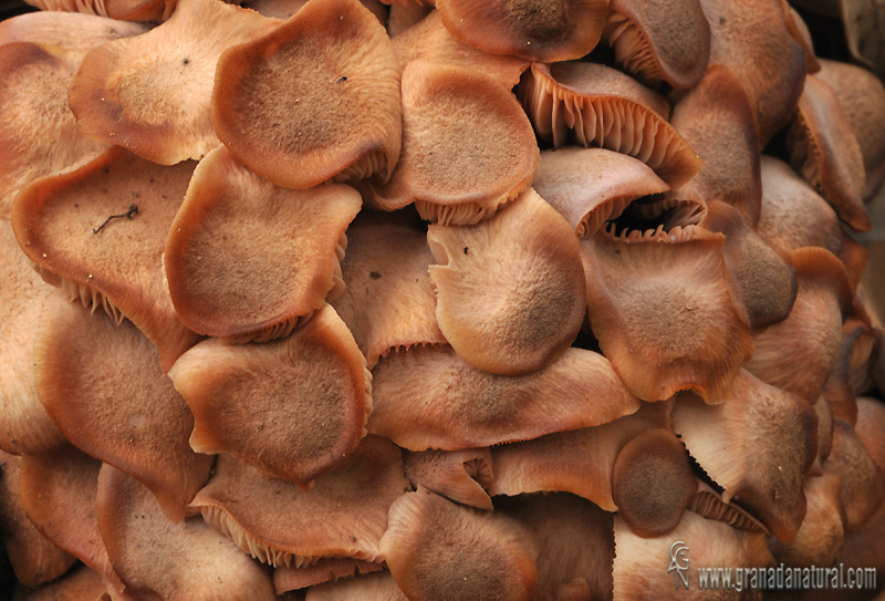 Armillaria tabescens, sombreros. Hongos de Granada