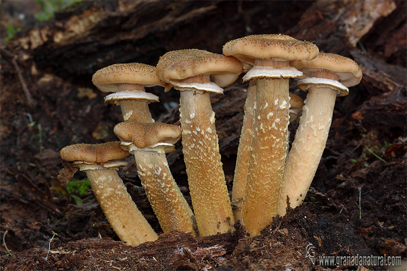 Armillaria ostoyae (Romagn.) Herink. Hongos de Granada