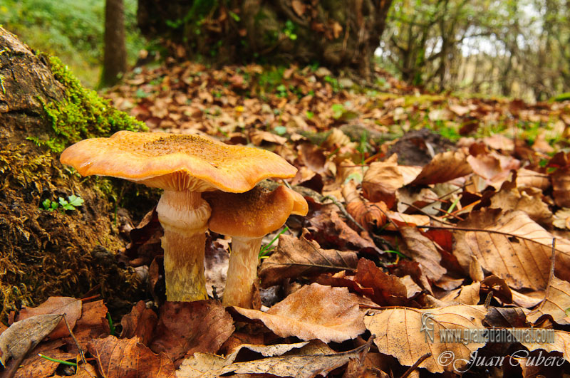 Armillaria  mellea. Setas de Granada