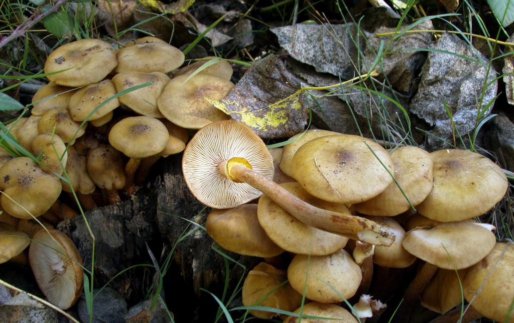 Armillaria mellea