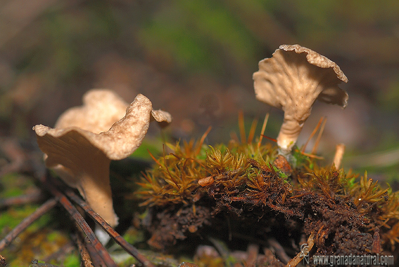 Arrhenia spatulata