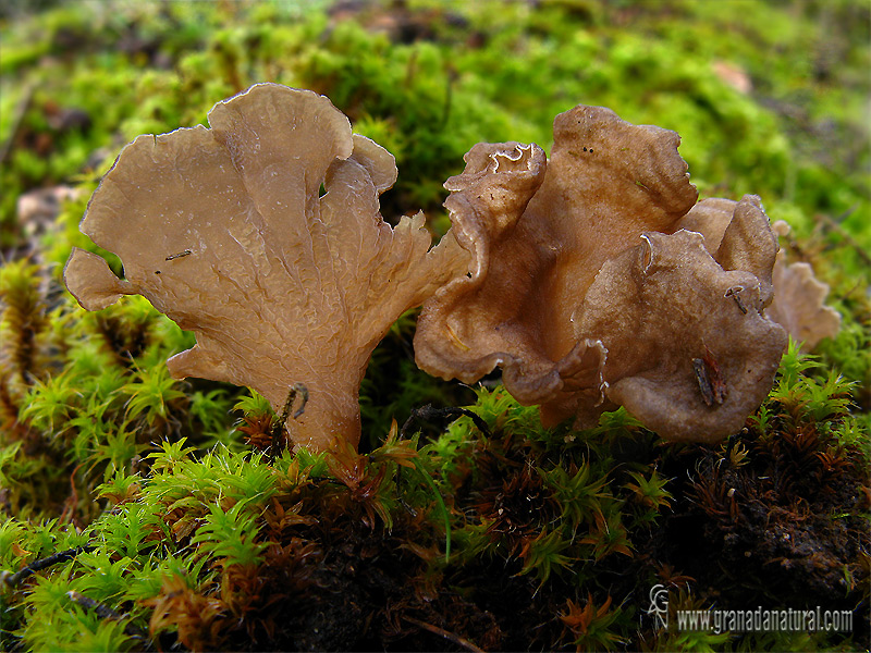 Arrhenia spatulata (Fr.: Fr.) Redh. Hongos de Granada