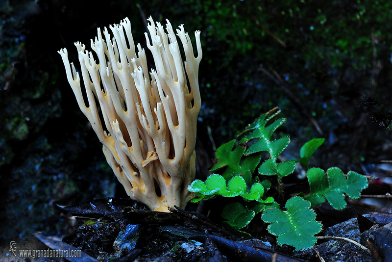 Artomyces pyxidatus. Hongos de Granada