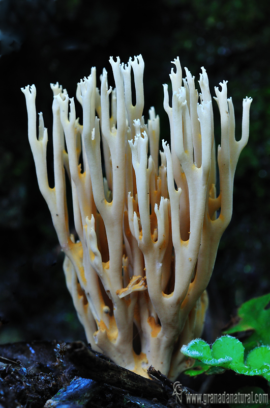 Artomyces pyxidatus. Hongos de Granada