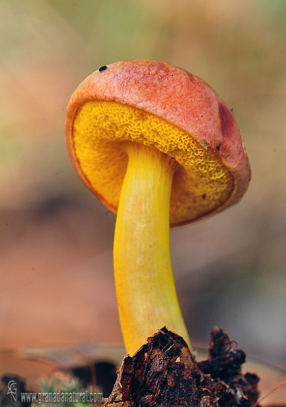 Aureoboletus gentilis (Qul.) Pouzar.Hongos de Granada