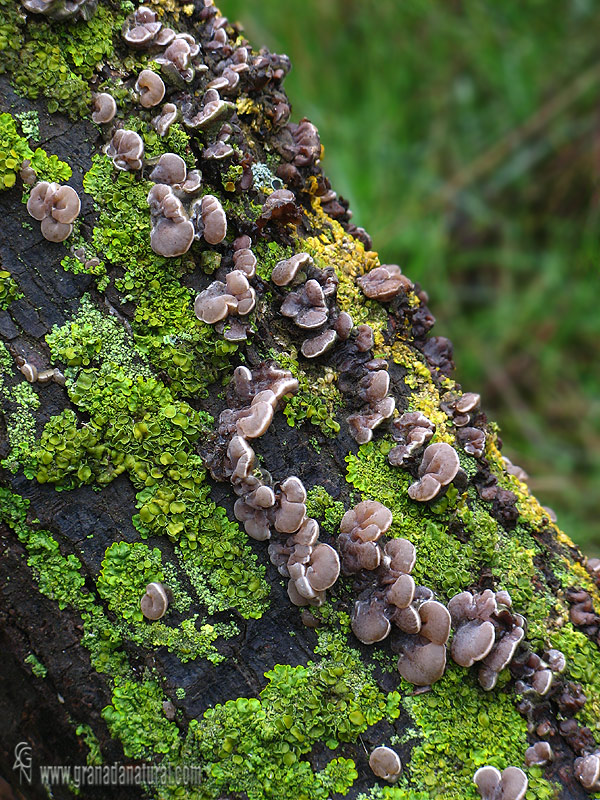 Auricularia mesenterica grupo. Hongos de Granada