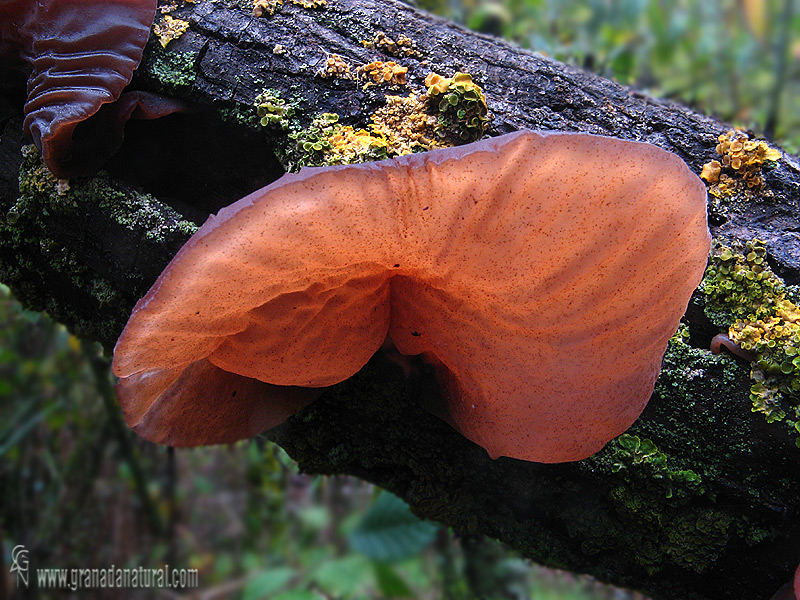 Auricularia auricula-judae 1