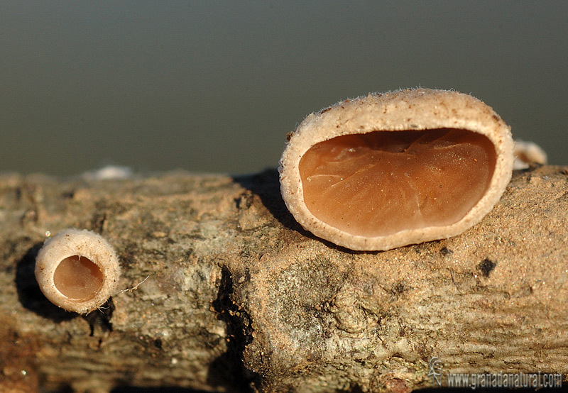 Auriculariopsis ampla