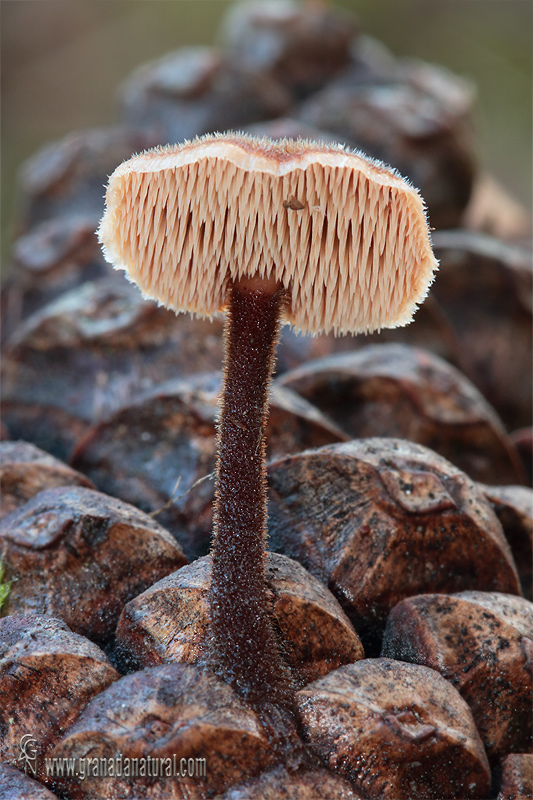 Auriscalpium vulgare. Hongos de Granada