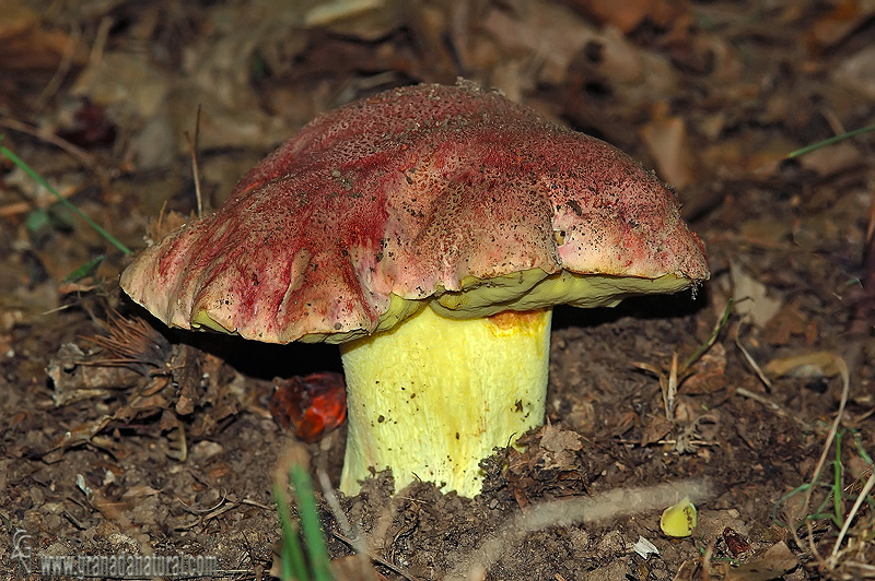 Boletus regius