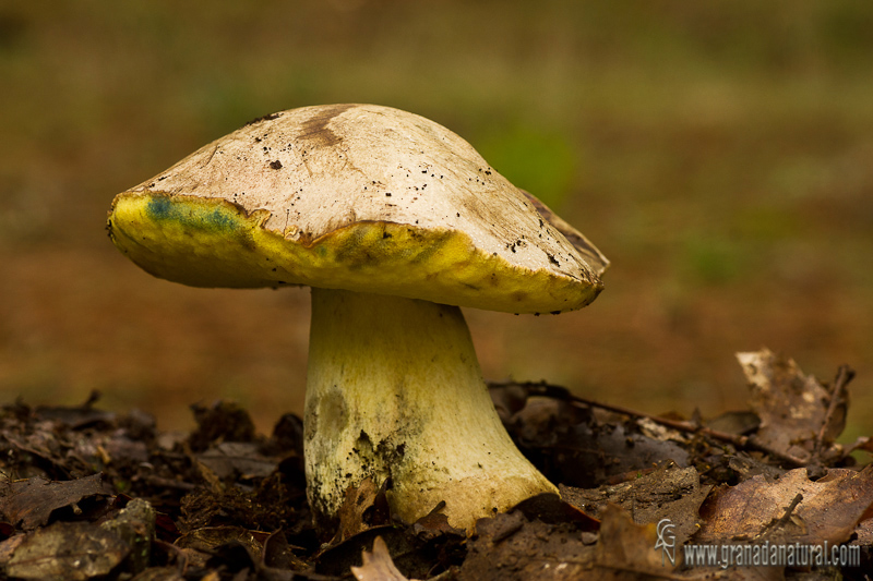 Boletus fechtneri