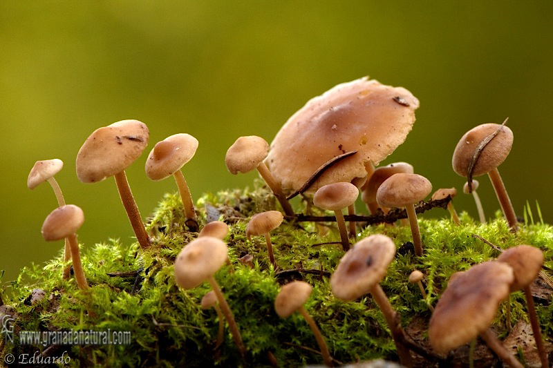 Baeospora myosura ( grupo). Hongos de Granada