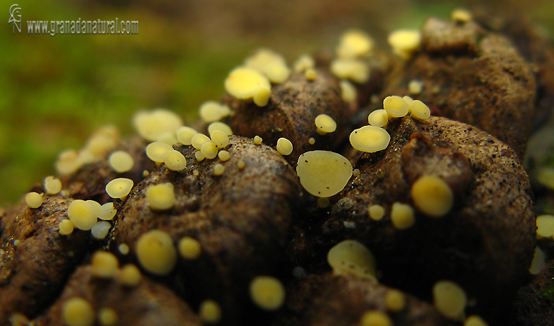 Bisporella citrina. Ascomycetos de Granada