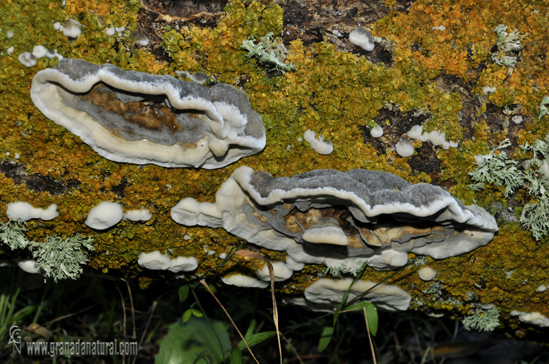 Bjerkandera adusta (Fr.) Karsten. Aphillophorales de Granada