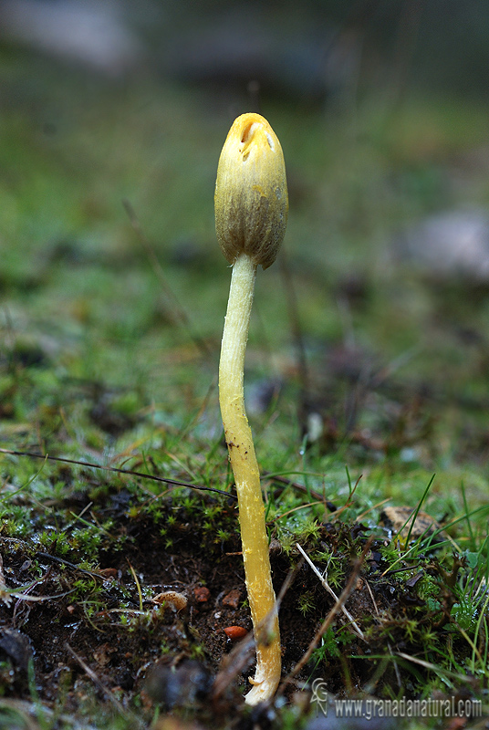 Bolbitius elegans. Setas de Granada