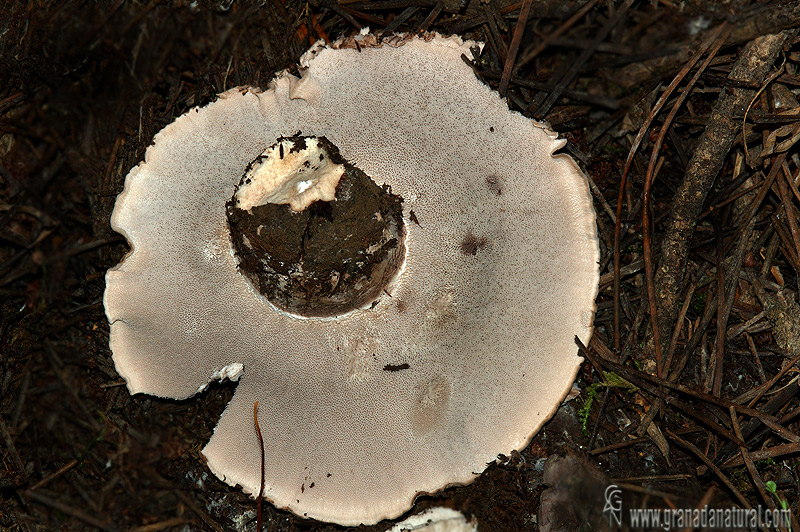 Boletopsis leucomelaena. Hongos de Granada. Granadanatural