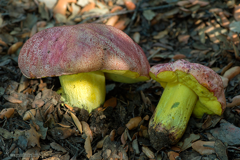 Boletus regius. Hongos de Granada