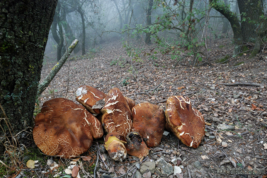 Boletus fragrans Vittadini hábitat. Hongos de Granada