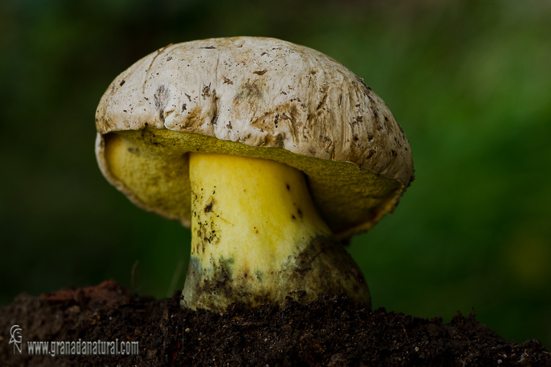 Boletus albidus Roques 2. Hongos de Granada