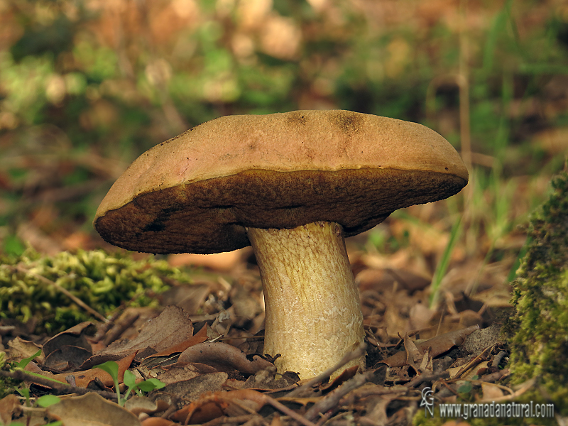 Boletus comptus Simonini. Hongos de Granada