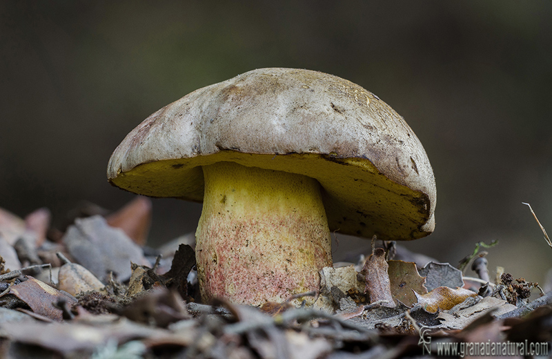 Boletus fechtneri Velenovsky. Hongos de Granada