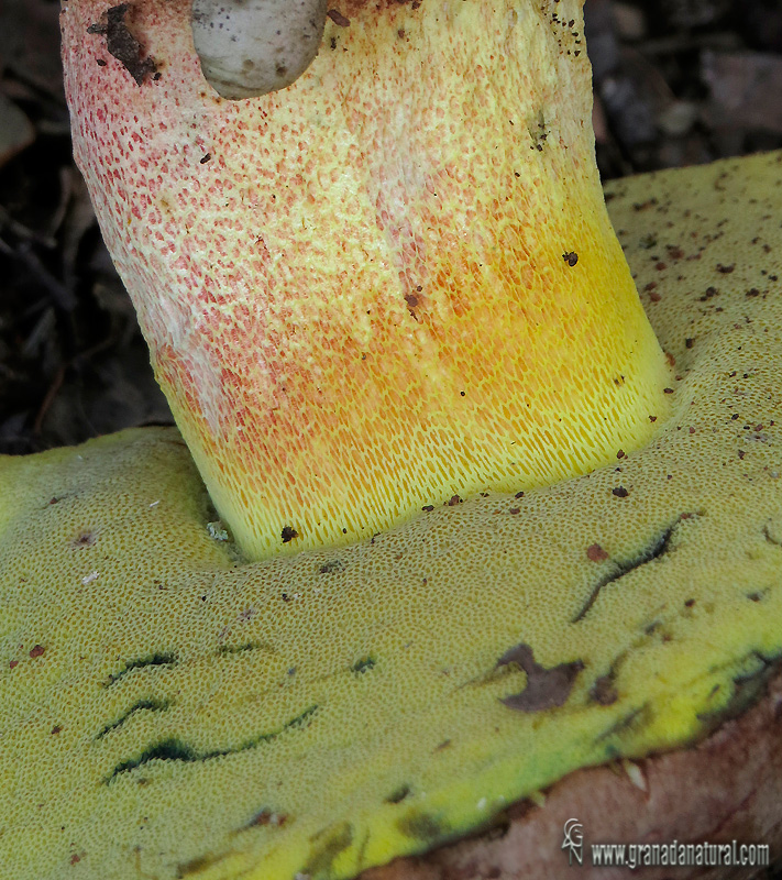 Boletus fechtneri pié y retículo. Hongos de Granada