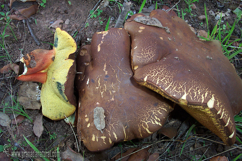 Boletus fragans