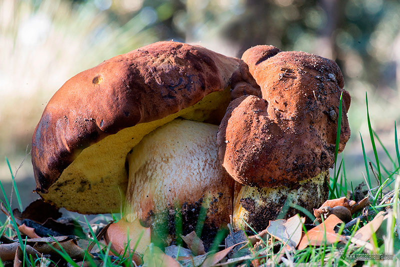 Boletus fragras. Hongos de Granada