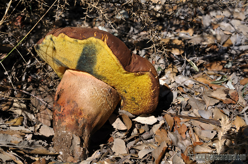 Boletus fragrans. Hongos de Granada