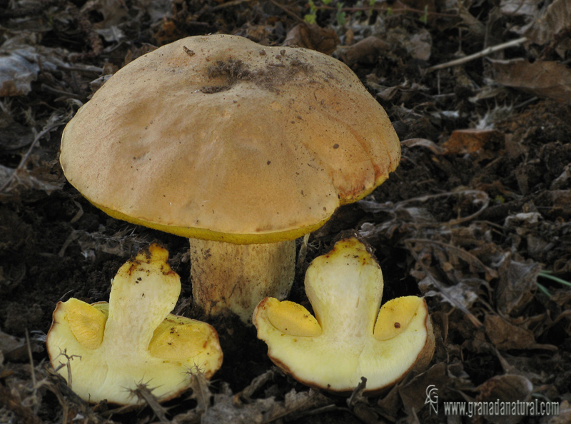 Boletus impolitus 1. Setas de Granada