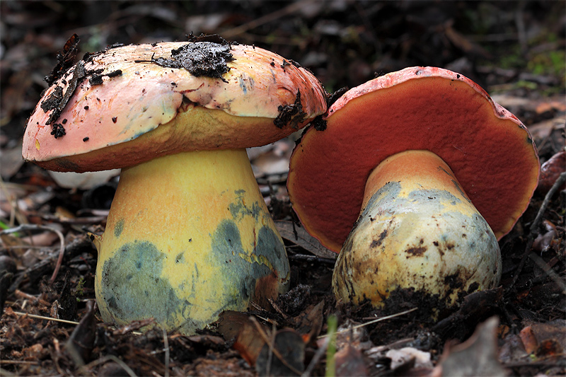 Boletus lupinus Fr. Boletus de Granada