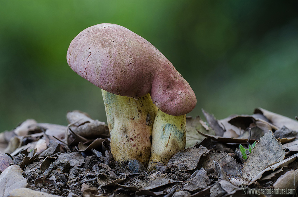 Boletus pseudoregius  ( Huber) Estadès. Hongos de Granada