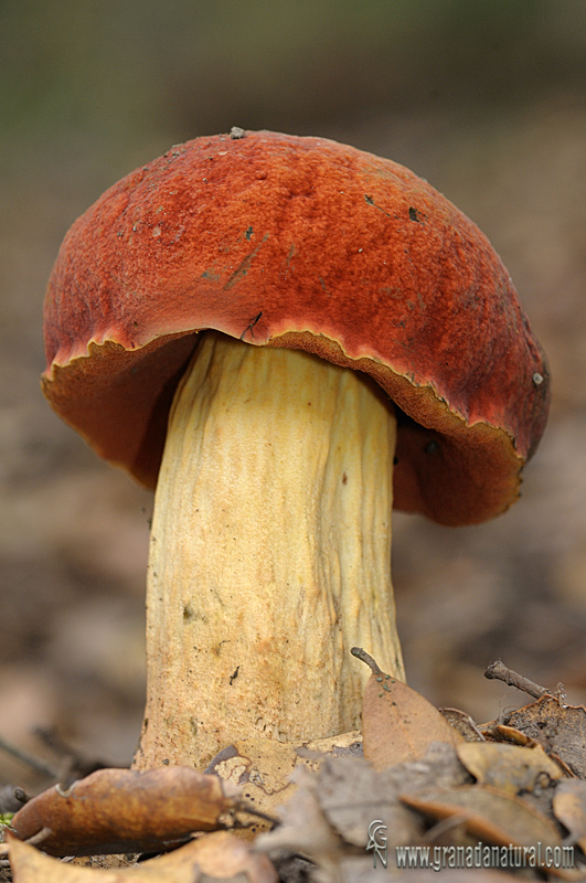 Boletus queletii. Hongos de Granada