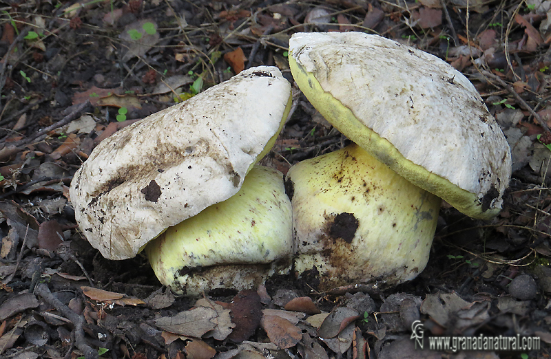 Boletus radicans Pers. Hongos de Granada