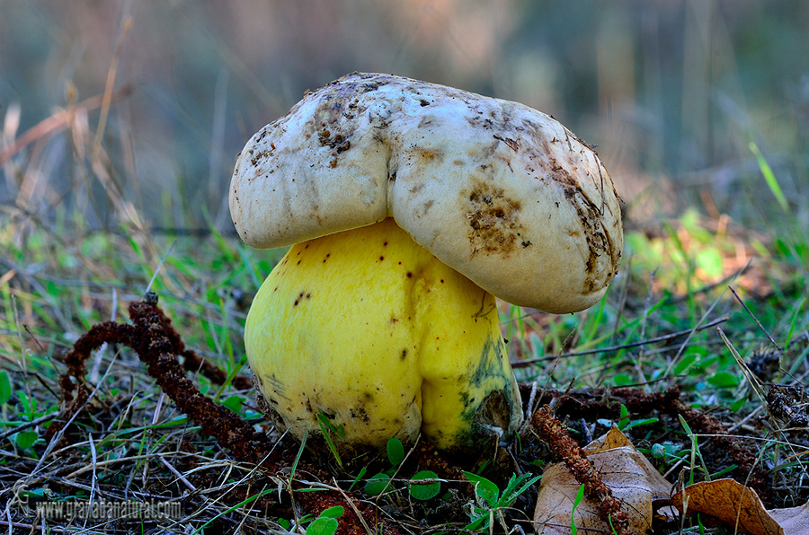 Boletus radicasn o albidus. Boletos de Granada