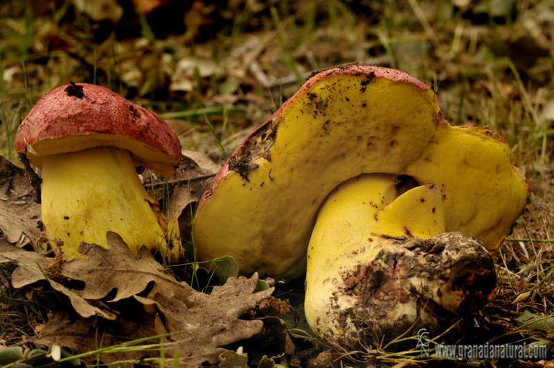 Boletus regius. Hongos de Granada