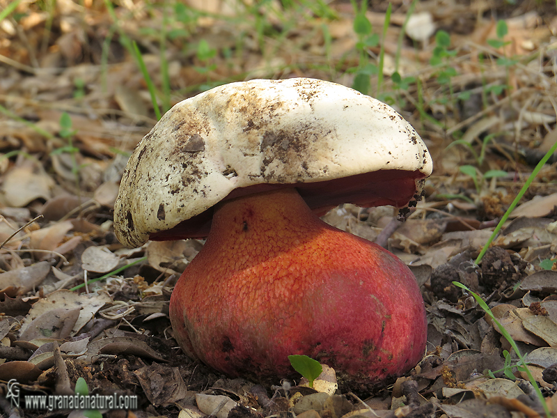 Boletus satanas Lenz. Hongos de Granada