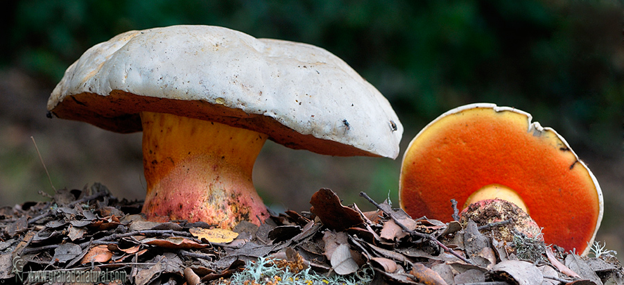 Boletus satanas