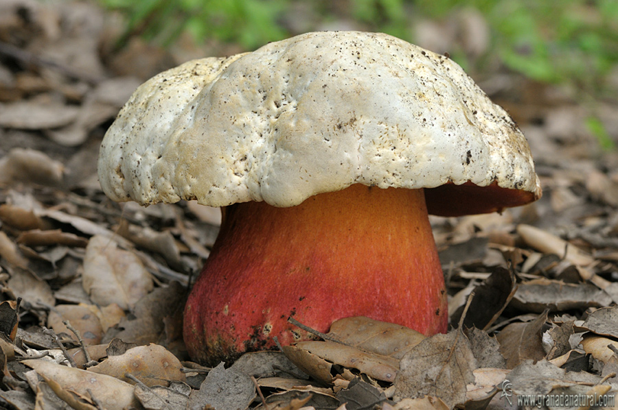 Boletus satanas. Hongos de Granada