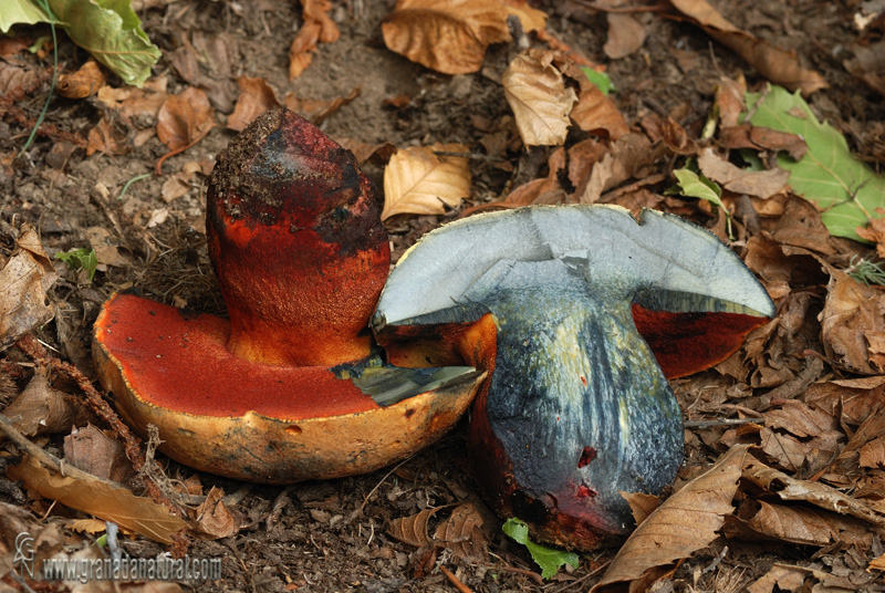 Boletus luteocupreus 1