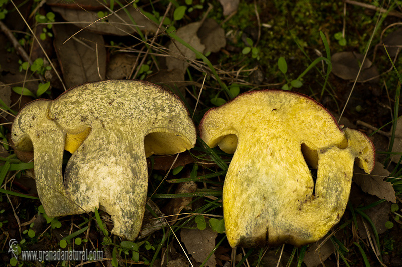 Boletus spretus Bertea (corte)