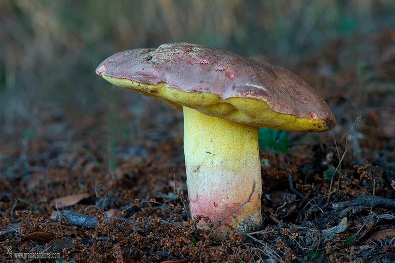 Boletus pseudoregius. Hongos de Granada.