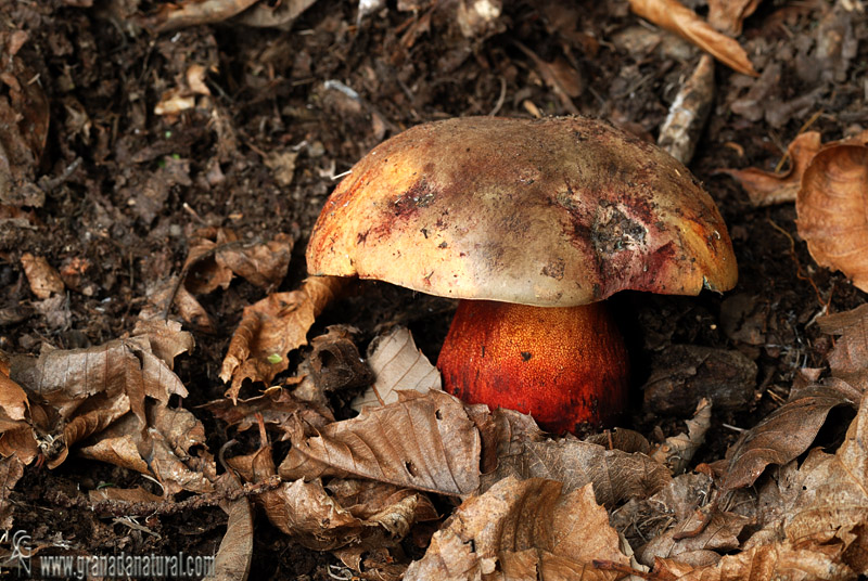 Boletus luteocupreus. Hongos de Granada