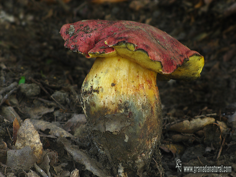 Boletus spretus Bertea ( sombrero y pi). Setas de Granada