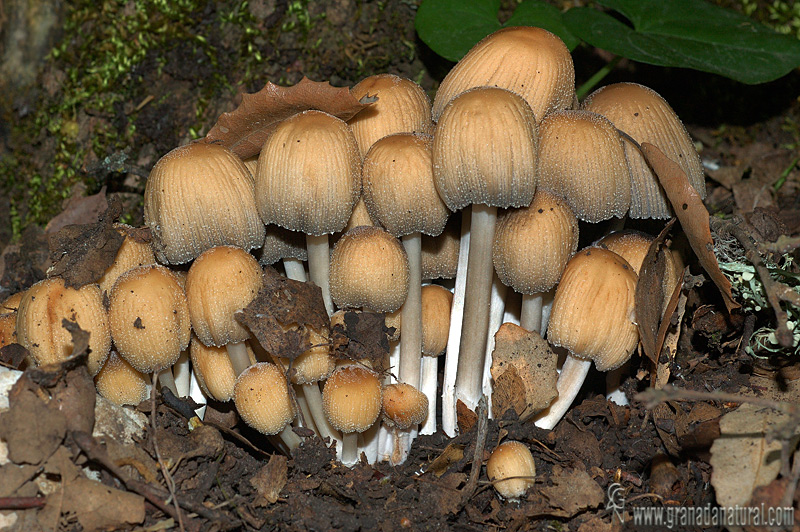 Coprinus micaceus