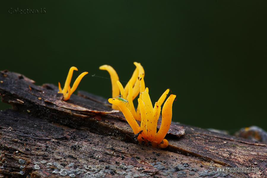 Calocera cornea ( Batsh.:Fr.)Fr. Hongos de Granada