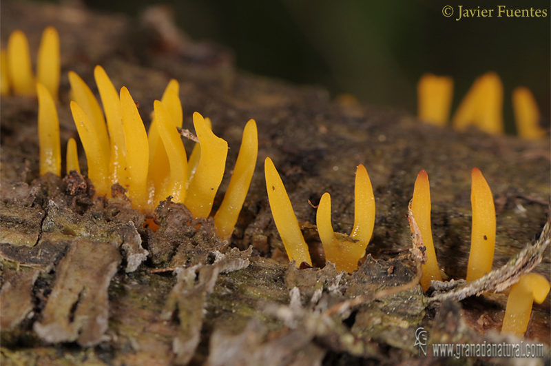 Calocera cornea. Hongos de Granada