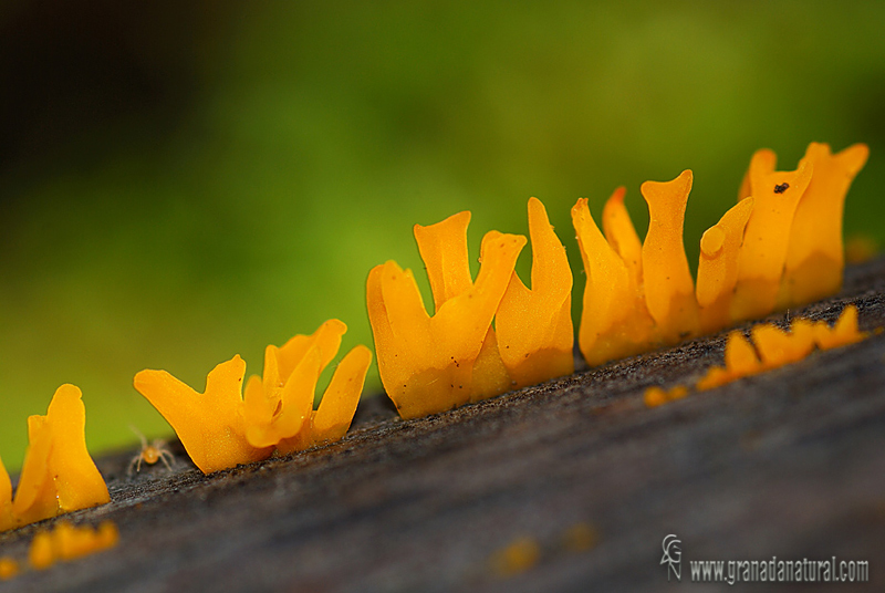 Calocera furcata