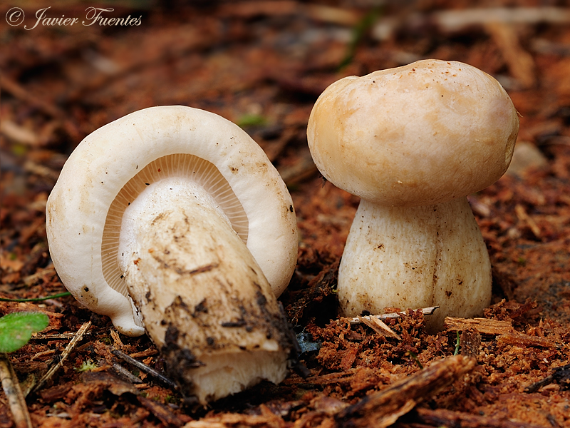 Calocybe gambosa(Fr.) Donk. Setas de Granada